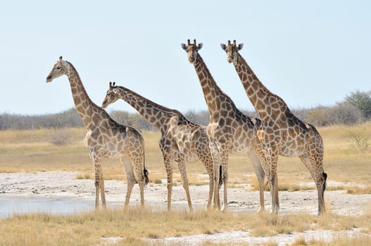 Giraffes at the Aroe waterhole in the Etosha National Park, Namibia
