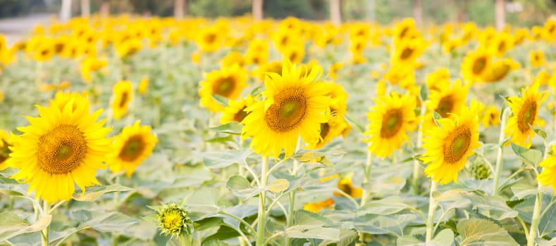 Sunflower in sunflower field Flowering sunflowers in full bloom in the fields of agriculture.