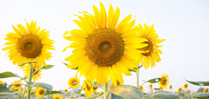 Sunflower in sunflower field Flowering sunflowers in full bloom in the fields of agriculture.