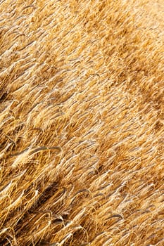 Closeup of a Wheat Field.