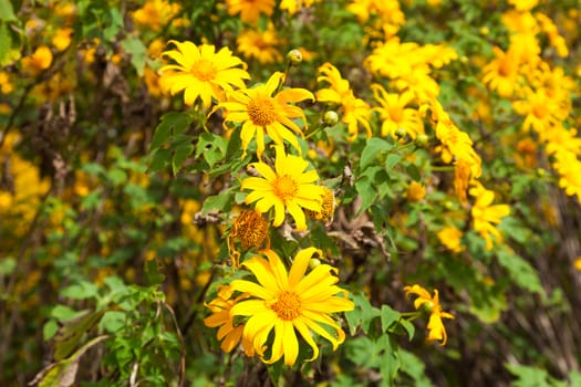 Yellow flowers Small shrub with yellow flowers in full bloom.