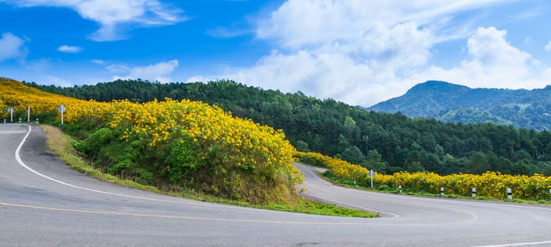 Curve road on the hill with flowers by the roadside. Front of the mountains and forests