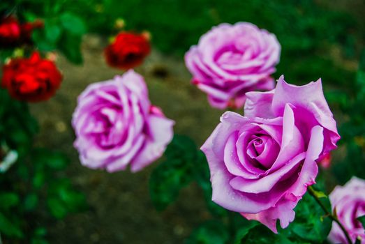 pink roses close up