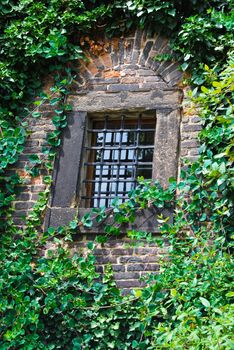 window with grill in stone wall with ivy, summer