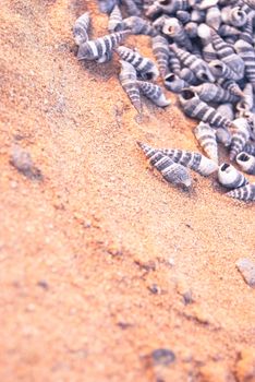 many small seashells on sandy beach, close up