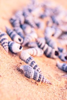 many small seashells on sandy beach, close up