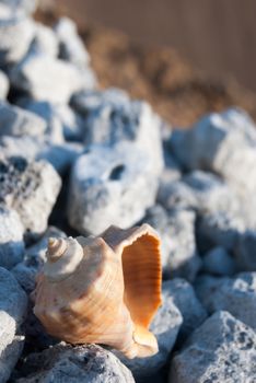 beautiful big seashell on stones near water