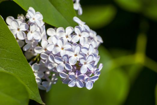 white lilac in green leaves, outdoors, macro