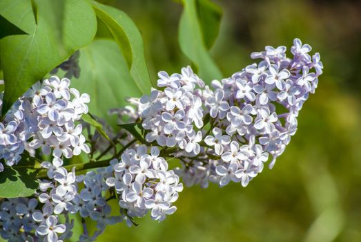 white lilac in green leaves, outdoors, macro