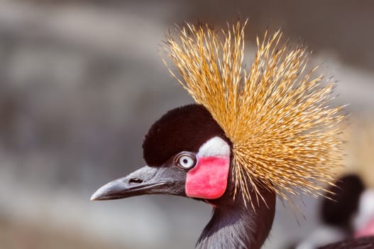 Close up portrait of Crowned Crane, Balearica pavonina, copy space