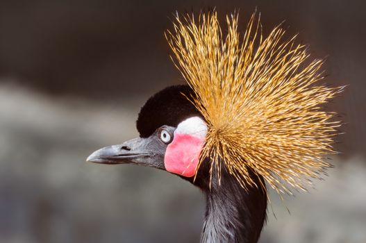 Close up portrait of Crowned Crane, Balearica pavonina, copy space