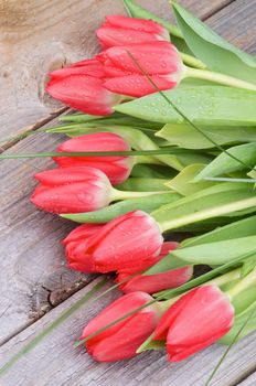 Bouquet of Beautiful Spring Red Tulips with Green Grass and Water Drops isolated on Rustic Wooden background