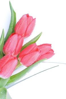 Five Spring Magenta Tulips with Green Grass and Water Drops isolated on White background