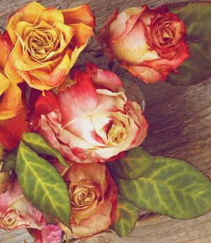 Bunch of Beauty Colorful Withered Roses with Leafs closeup on Rustic Wooden background. Retro Styled