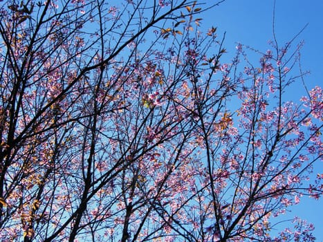 sakura at northern rainforest of Thailand