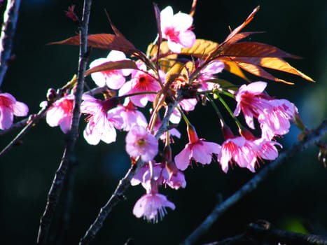 sakura at northern rainforest of Thailand