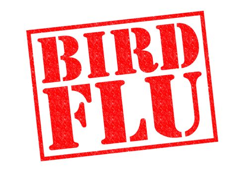 BIRD FLU red Rubber Stamp over a white background.