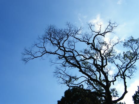 branchs of tree on clear sky background