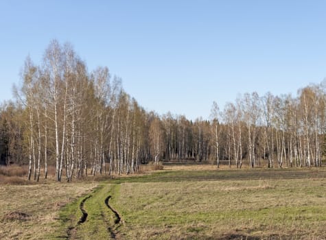 Country dirt road in birch forest, spring time