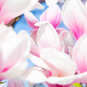 Beautiful magnolia tree blossom in spring time.