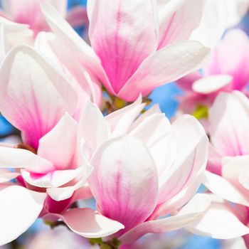 Beautiful magnolia tree blossom in spring time.