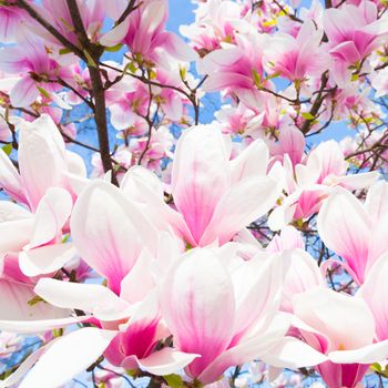 Beautiful magnolia tree blossom in spring time.