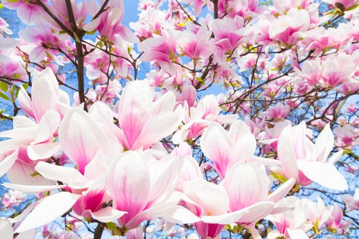 Beautiful magnolia tree blossom in spring time.