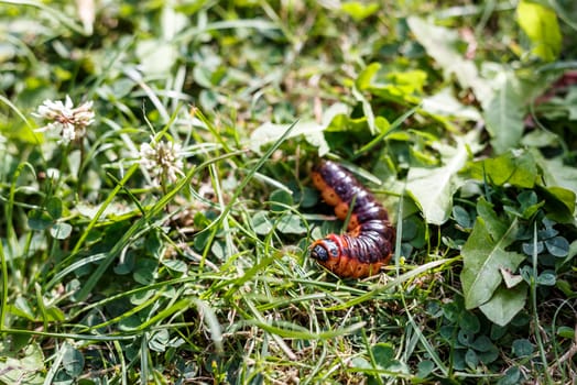 large caterpillar fast moving on green grass leaf