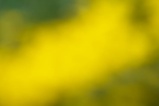 Beautiful abstract natural green and yellow blur Bokeh in sunny day