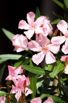 pink spring flower in garden with shallow focus