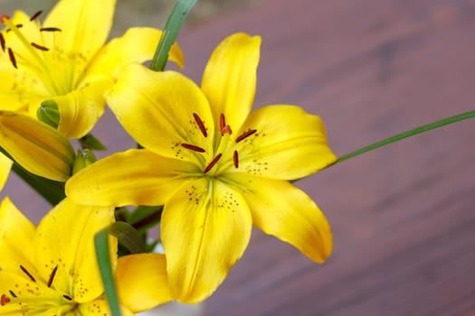 Close up detail of flowering yellow lily with shallow focus