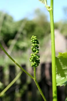 A Cluster of young Grapes.
