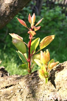 A new Slip of a Tree.
