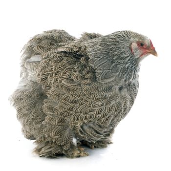 brahma chicken in front of white background