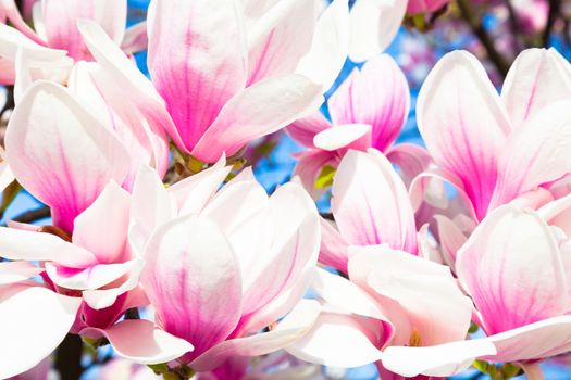 Beautiful magnolia tree blossom in spring time.