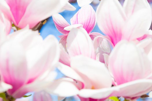 Beautiful magnolia tree blossom in spring time.