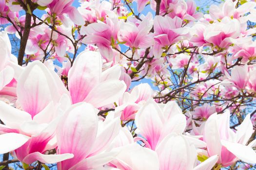 Beautiful magnolia tree blossom in spring time.