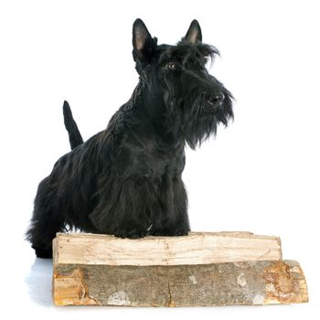 Scottish Terrier in front of white background