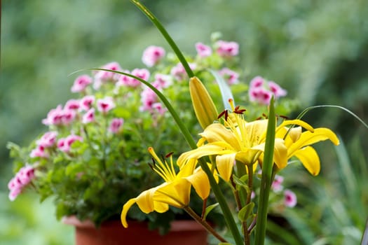 Close up detail of flowering yellow lily with shallow focus
