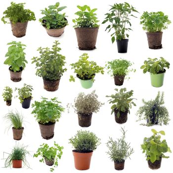 aromatic herbs in front of white background