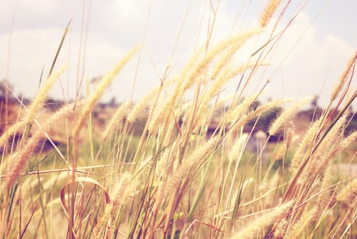 Close up of golden grass field with retro filter effect