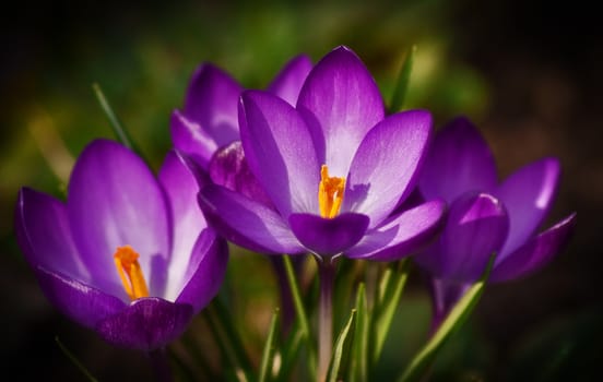 tiny purple crocus in close-up







purple crocus







crocusSONY DSC