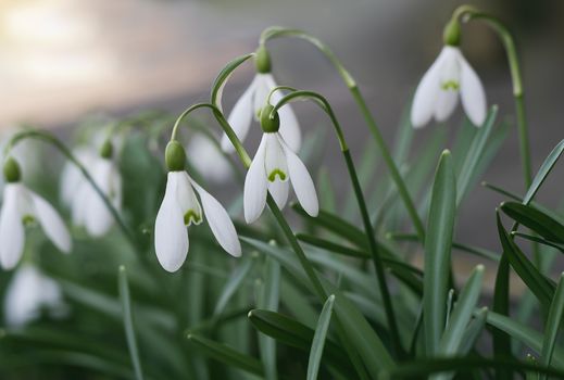 White flowers and buds of snowdrops among a green grass.