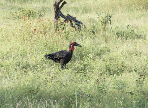 southern ground hornbill in kruger nationa park