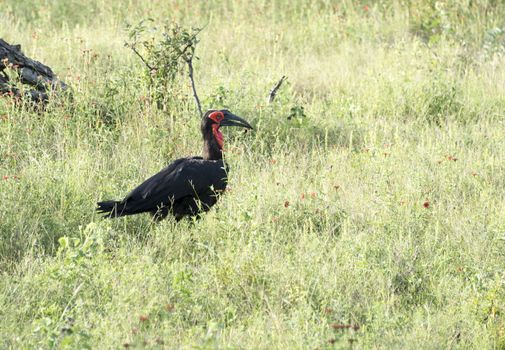 southern ground hornbill in kruger national park south africa