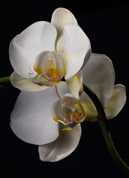 white orchid flowers on black background macro