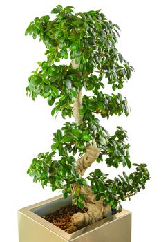 Bonsai ficus tree - old Japanese traditional art as decor for modern office. Vertical, isolated on white background.