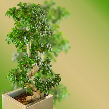 Bonsai miniature ficus tree on blurred gradient background with free copy-space area for your text