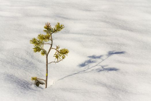 Pine plant growing from the snow in a sunny day