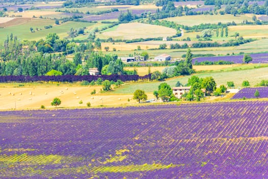 Aerial the lavender fields in Provence, France